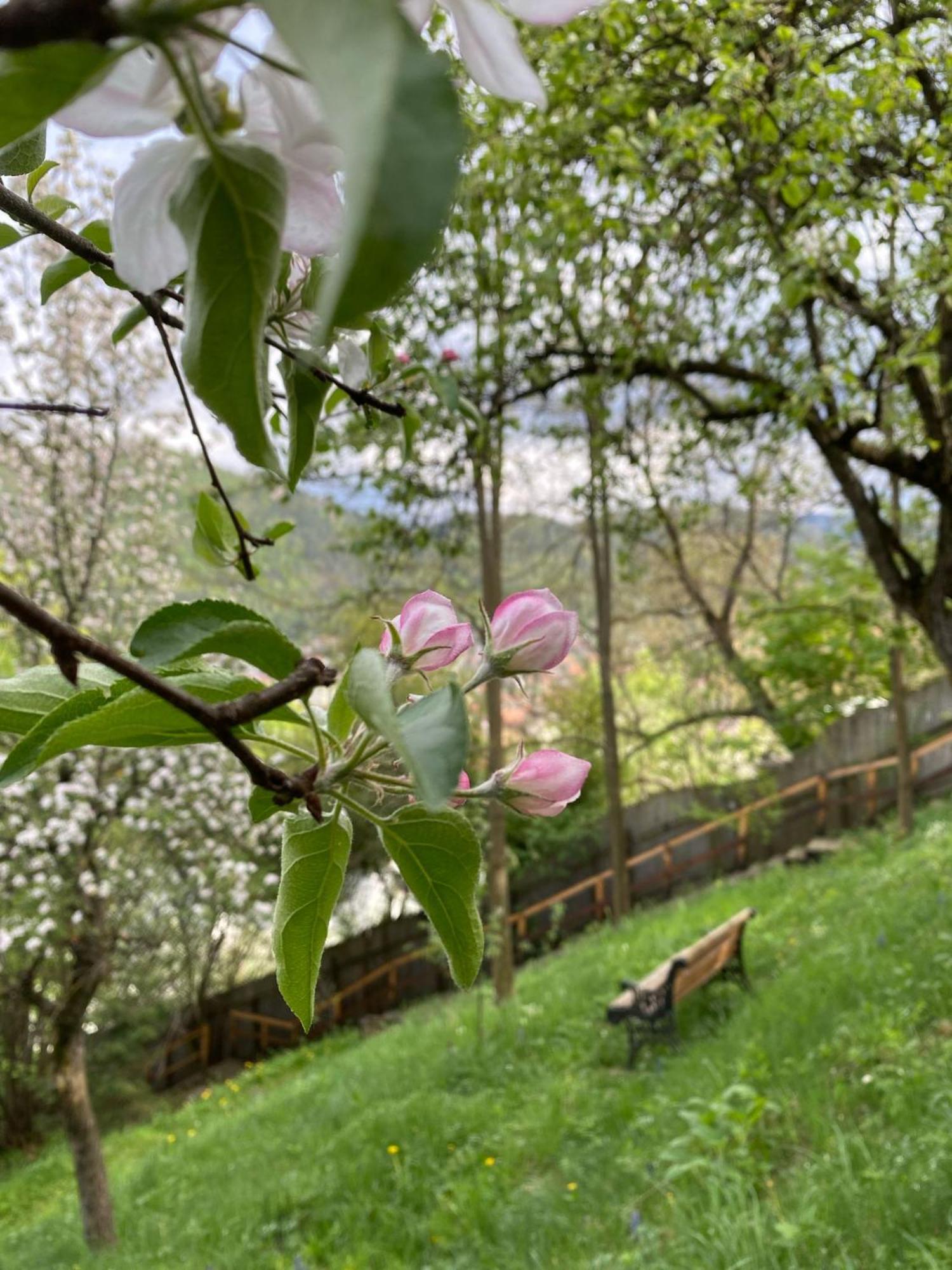 Bed and Breakfast Skay Loft Brașov Exterior foto